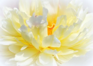 White Peony I 